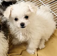 Aspen, a male Maltese and Shih Tzu for sale in Northport, AL – 2 of 3