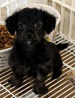 Callie, a female Yorkipoo for sale in Northport, AL – 2 of 4