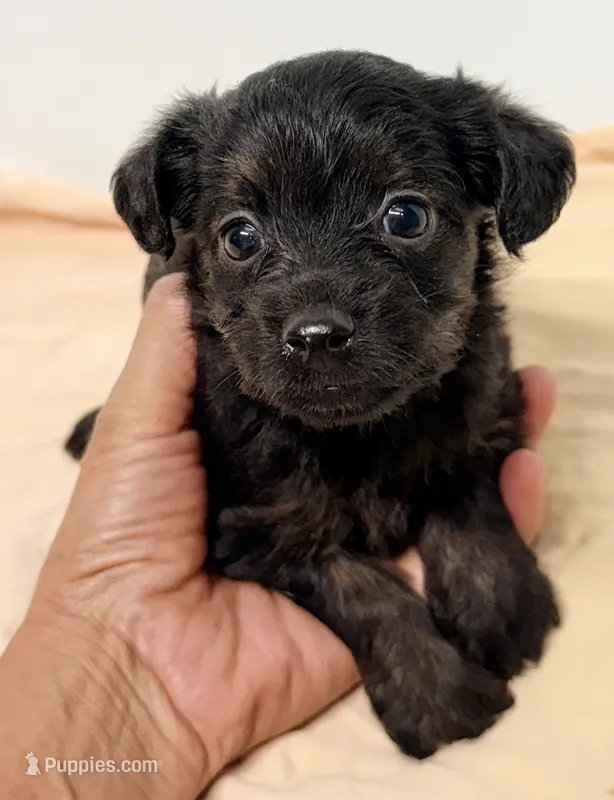 Katie – Yorkipoo puppy for sale in Northport, AL