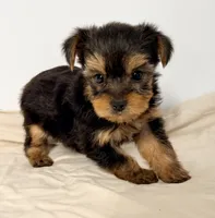 Josie, a female Yorkshire Terrier for sale in Northport, AL – 2 of 3