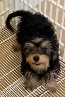 Maggie, a female Yorkipoo for sale in Northport, AL – 4 of 4