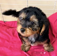 Emma, a female Yorkipoo for sale in Northport, AL – 5 of 6