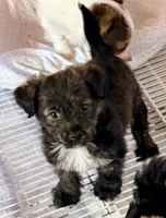 Riley, a male Poodle - Toy  and Morkie for sale in Northport, AL – Photo 2 of 3