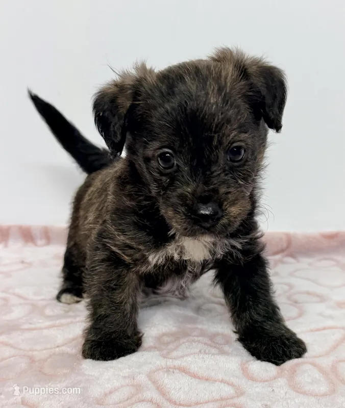 Riley – Pomapoo puppy for sale in Northport, AL