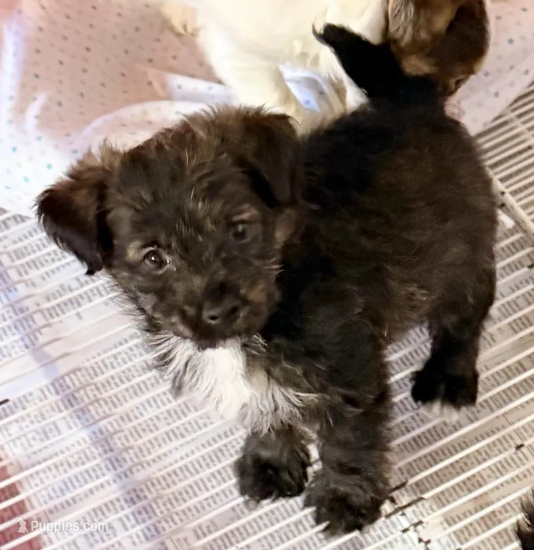 Riley – Poodle - Toy , Morkie puppy for sale in Northport, AL