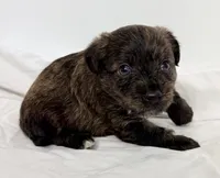 Riley, a male Pomapoo for sale in Northport, AL – Photo 3 of 4