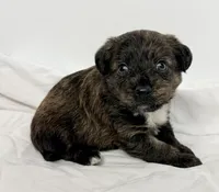 Riley, a male Pomapoo for sale in Northport, AL – Photo 4 of 4