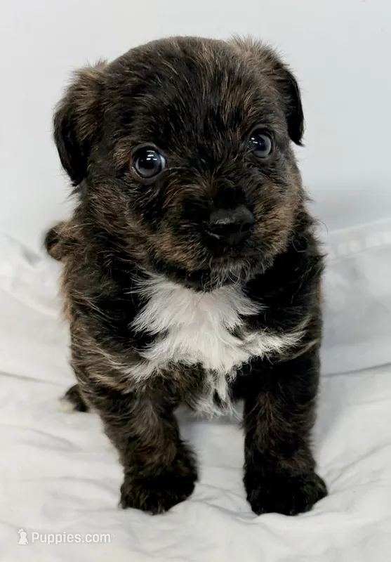 Riley – Pomapoo puppy for sale in Northport, AL