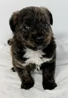 Riley, a male Pomapoo for sale in Northport, AL – Photo 1 of 4