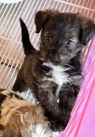 Riley, a male Poodle - Toy  and Morkie for sale in Northport, AL – Photo 3 of 3