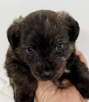 Riley, a male Pomapoo for sale in Northport, AL – Photo 2 of 4