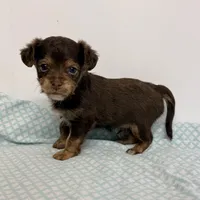 Marshall, a male Yorkipoo for sale in Northport, AL – 3 of 3