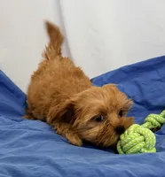 Maggie, a female Morkie for sale in Northport, AL – 4 of 5