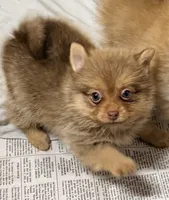 Luna, a female Pomeranian for sale in Northport, AL – 2 of 5
