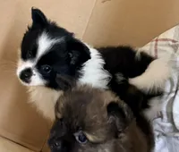 Lilly, a female Pomchi for sale in Northport, AL – 2 of 4