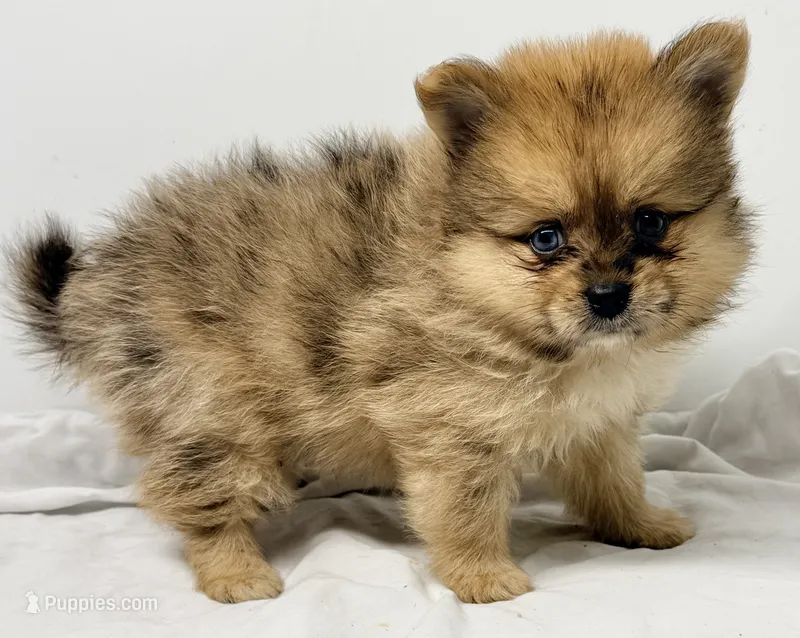 Noah – Pomeranian puppy for sale in Northport, AL