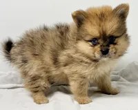 Noah, a male Pomeranian for sale in Northport, AL – 2 of 4