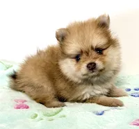 Barron, a male Pomeranian for sale in Northport, AL – 2 of 3
