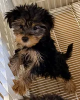 Hannah, a female Morkie for sale in Northport, AL – 1 of 2