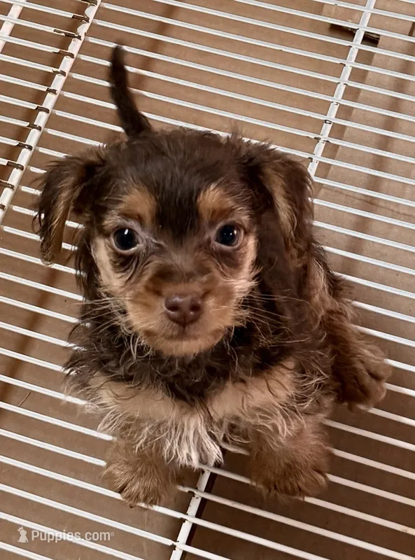Trevor – Yorkipoo puppy for sale in Northport, AL