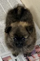 Connor, a male Pomchi for sale in Northport, AL – 4 of 4