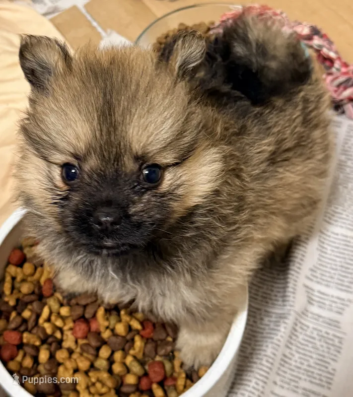 Lola – Pomeranian puppy for sale in Northport, AL