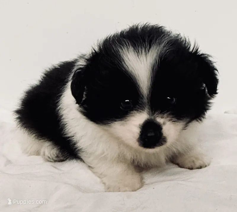 Cookie – Pomchi puppy for sale in Northport, AL