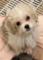 Trixie, a female Maltipom for sale in Northport, AL – 4 of 4