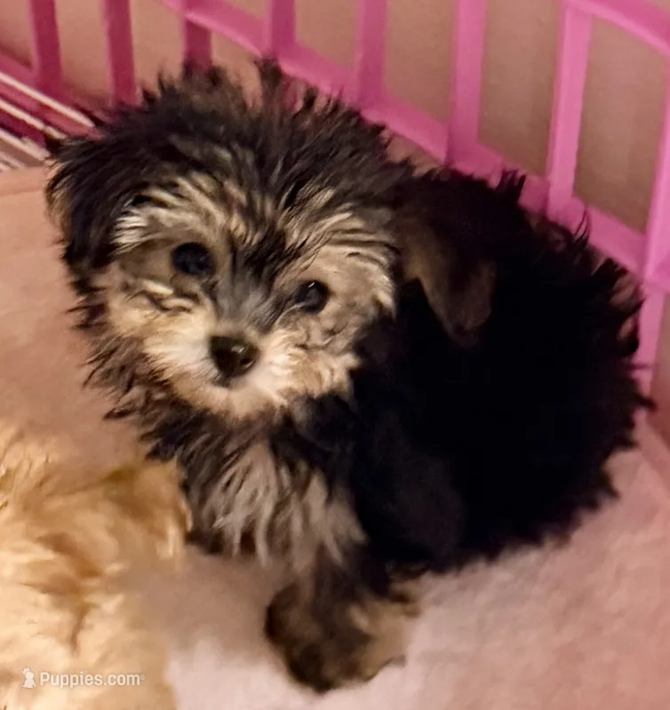 Jackson – Pomapoo puppy for sale in Northport, AL