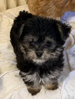 Emma, a female Maltipom for sale in Northport, AL – 3 of 3