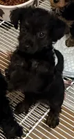 Marley, a female Yorkipoo for sale in Northport, AL – 4 of 4