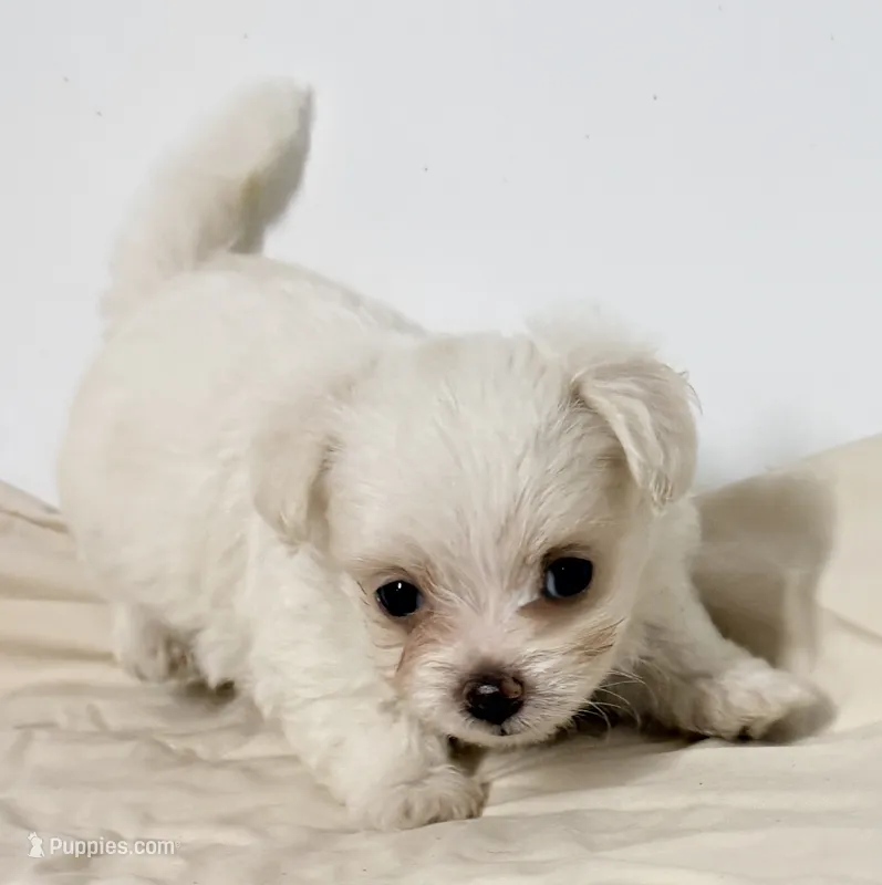 Cotton – Mal Shi puppy for sale in Northport, AL