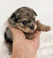 Parker, a male Shiranian for sale in Northport, AL – 4 of 5