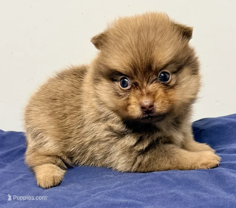 Lexie – Pomeranian puppy for sale in Northport, AL