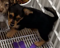 Hank, a male Pomeranian and Yorkshire Terrier for sale in Northport, AL – 4 of 5