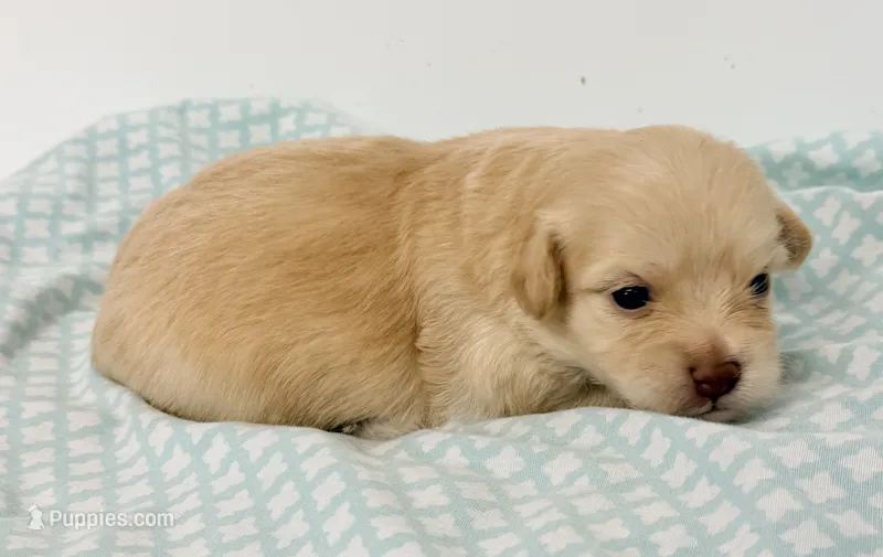 Bella – Mal Shi puppy for sale in Northport, AL