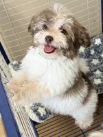 Travis, a male Maltese and Shih Tzu for sale in Northport, AL – 2 of 5