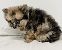 Dakota, a male Pomeranian for sale in Northport, AL – 6 of 6