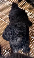 Sally, a female Yorkipoo for sale in Northport, AL – 2 of 2