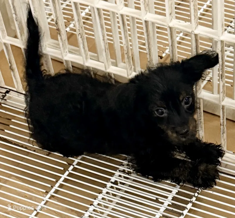 Hank – Yorkipoo puppy for sale in Northport, AL