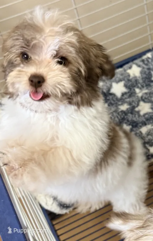 Travis – Maltese, Shih Tzu puppy for sale in Northport, AL