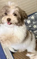 Travis, a male Maltese and Shih Tzu for sale in Northport, AL – 1 of 5