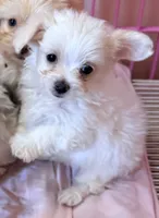 Peanut, a male Mal Shi for sale in Northport, AL – 5 of 6