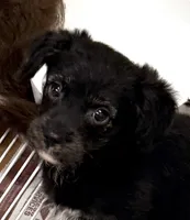 Saban, a male Pomeranian and Yorkshire Terrier for sale in Northport, AL – 1 of 4