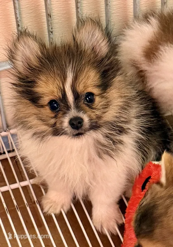 Marlon – Maltipom puppy for sale in Northport, AL