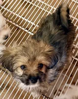 Sophie, a female Maltese and Shih Tzu for sale in Northport, AL – 5 of 5