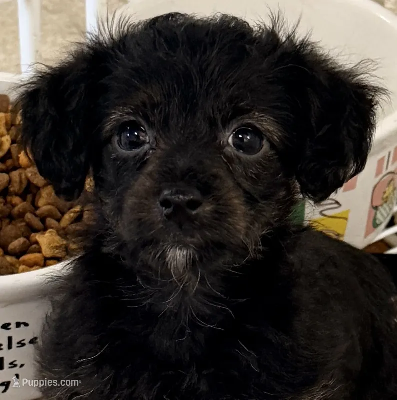 Callie – Yorkipoo puppy for sale in Northport, AL