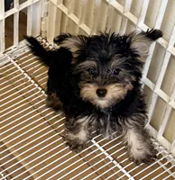 Louie, a male Yorkipoo for sale in Northport, AL – 3 of 3