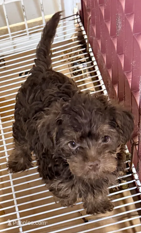 Penny – Yorkipoo puppy for sale in Northport, AL