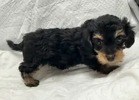 Sasha, a female Yorkipoo for sale in Northport, AL – 4 of 4